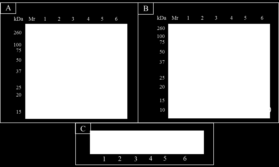 brilliant blue, standard: Precision Plus Protein Dual Xtra Standards (Bio-Rad); (B) Western blot, standard: Precision Plus Protein Dual Xtra Standards (Bio-Rad) a (C) Dot-blot po 70 min inkubaci s