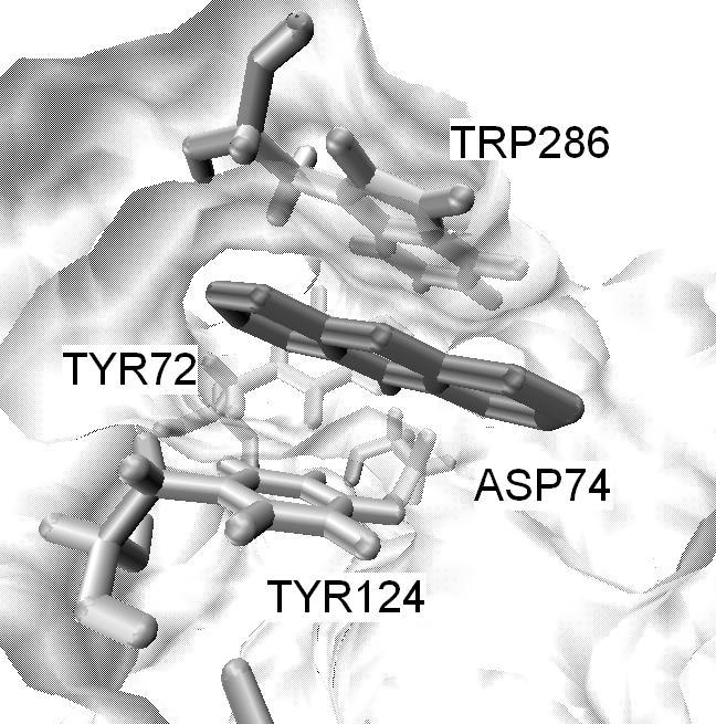 P-6 DESIGN, SYNTÉZA A BIOLOGICKÉ TESTOVÁNÍ NOVÝCH INHIBITORŦ ACETYLCHOLINESTERASY BINDER JIŘÍ a, KUČA KAMIL b, JUN DANIEL b, KORÁBEČNÝ JAN b a OPLETALOVÁ VERONIKA a a Katedra farmaceutické chemie a