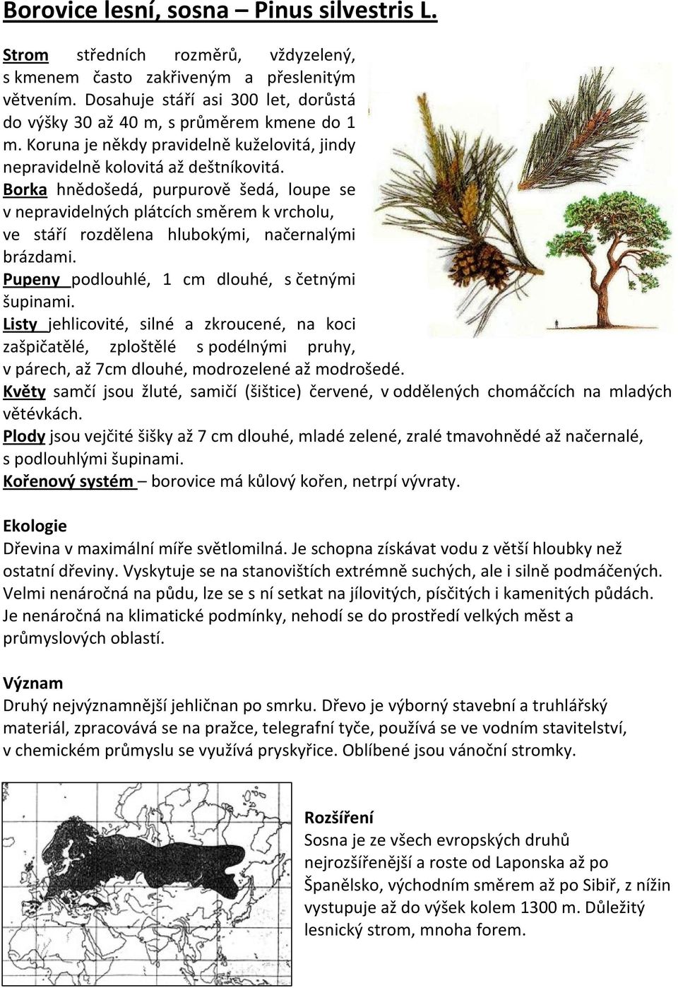 Borka hnědošedá, purpurově šedá, loupe se v nepravidelných plátcích směrem k vrcholu, ve stáří rozdělena hlubokými, načernalými brázdami. Pupeny podlouhlé, 1 cm dlouhé, s četnými šupinami.