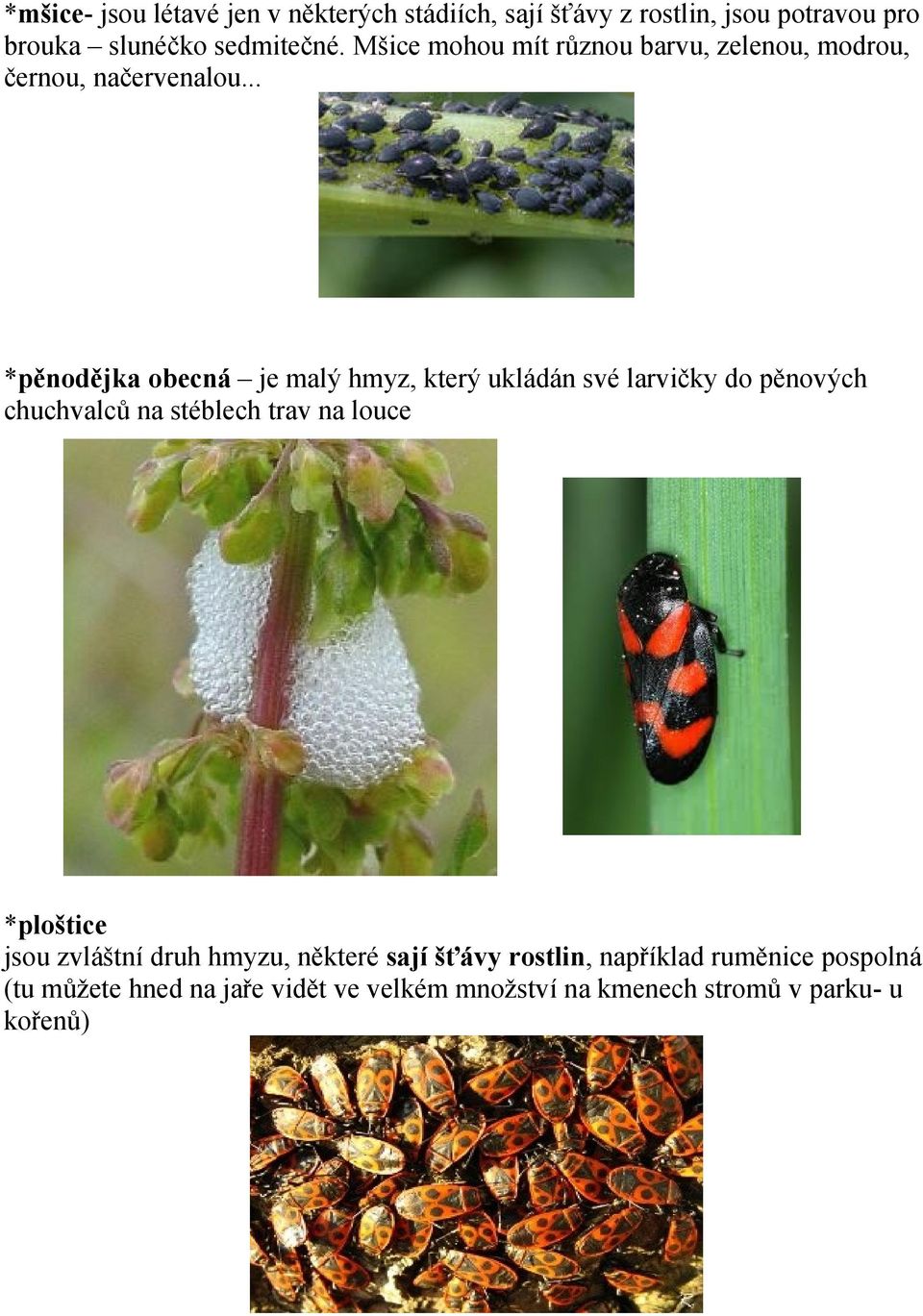 .. *pěnodějka obecná je malý hmyz, který ukládán své larvičky do pěnových chuchvalců na stéblech trav na louce