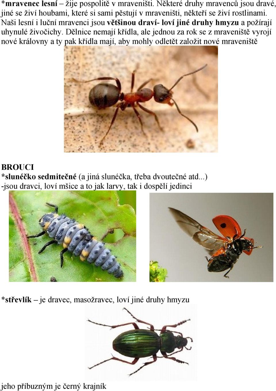 Naši lesní i luční mravenci jsou většinou draví- loví jiné druhy hmyzu a požírají uhynulé živočichy.