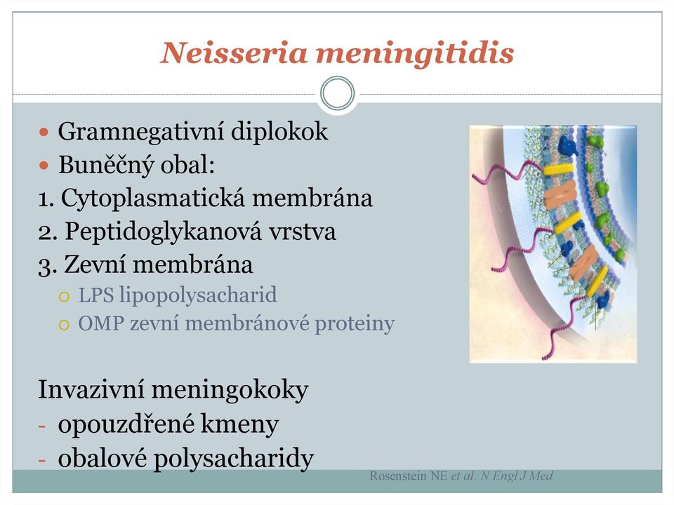 Zevní membrána LPS lipopolysacharid OMP zevní membránové proteiny