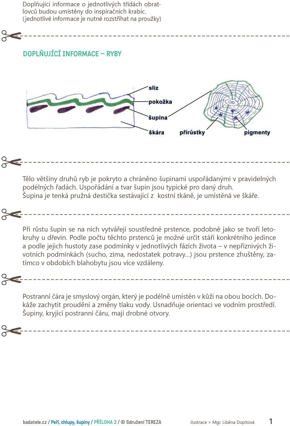 Uspořádání a tvar šupin jsou typické pro daný druh. Šupina je tenká pružná destička sestávající z kostní tkáně, je umístěná ve škáře.