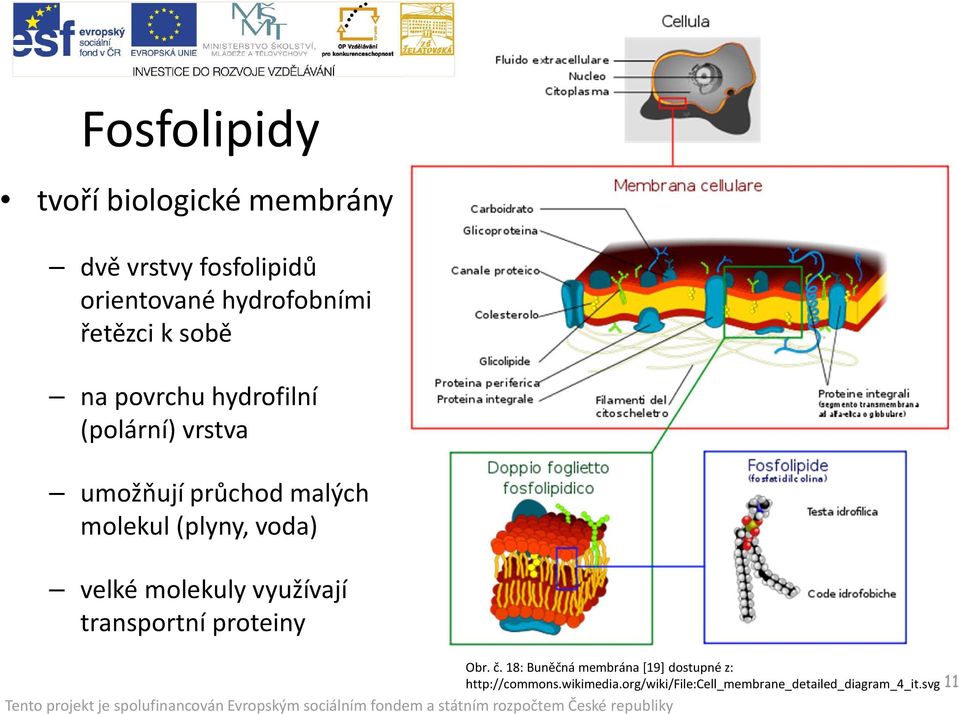 (plyny, voda) velké molekuly využívají transportní proteiny Obr. č.