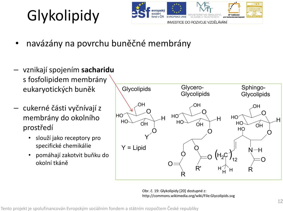 prostředí slouží jako receptory pro specifické chemikálie pomáhají zakotvit buňku do