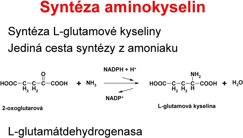 2-oxoglutarová O NADPH + H + NH 2 OOH + NH 3 HOO OOH