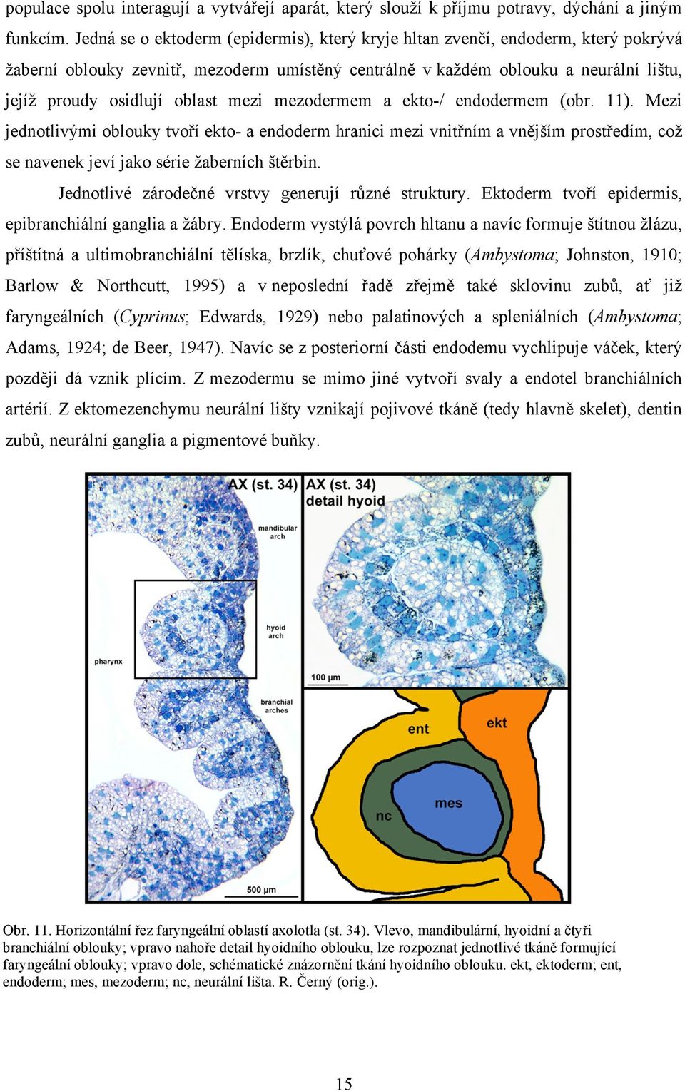 mezi mezodermem a ekto-/ endodermem (obr. 11). Mezi jednotlivými oblouky tvoří ekto- a endoderm hranici mezi vnitřním a vnějším prostředím, což se navenek jeví jako série žaberních štěrbin.