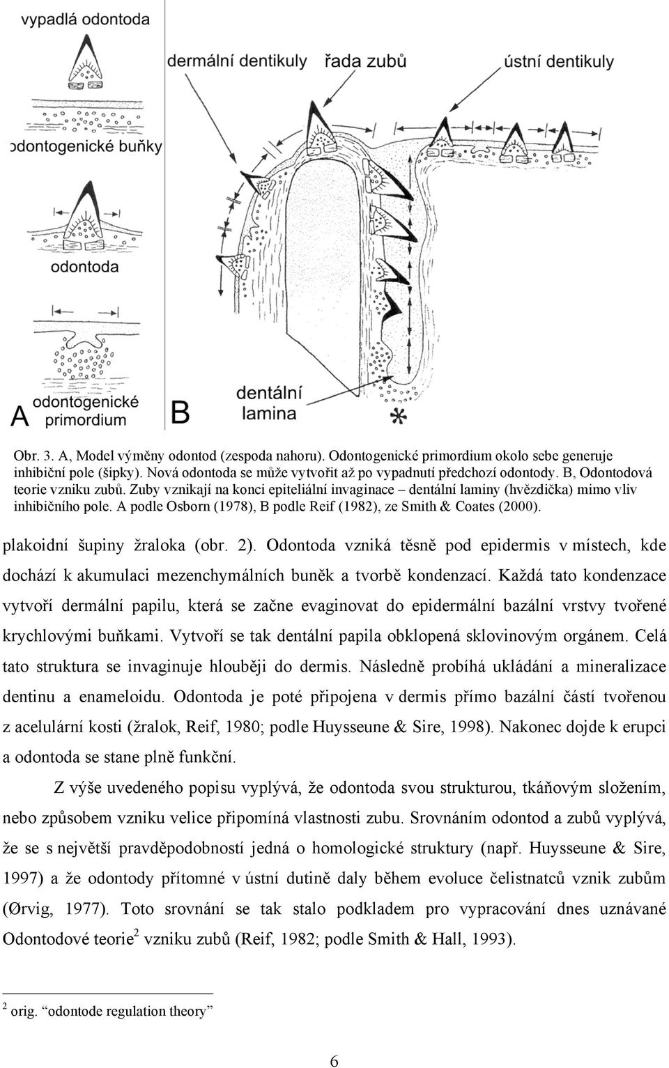 A podle Osborn (1978), B podle Reif (1982), ze Smith & Coates (2000). plakoidní šupiny žraloka (obr. 2).