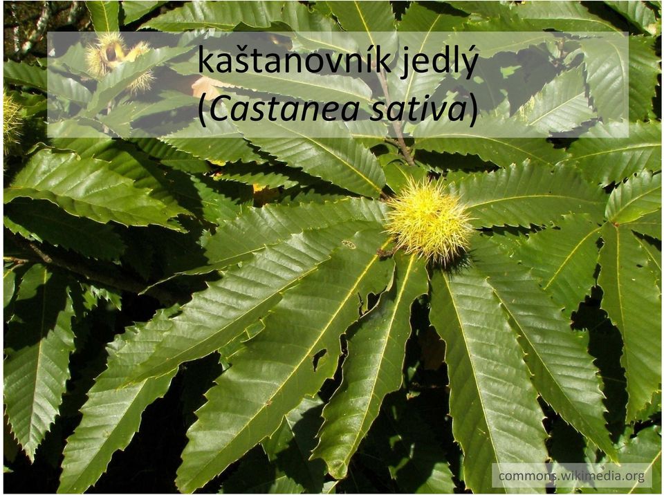 (Castanea