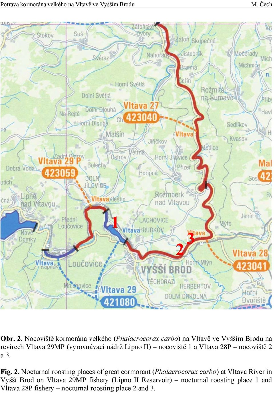 Nocoviště kormorána velkého (Phalacrocorax carbo) na Vltavě ve Vyšším Brodu na revírech Vltava 29MP