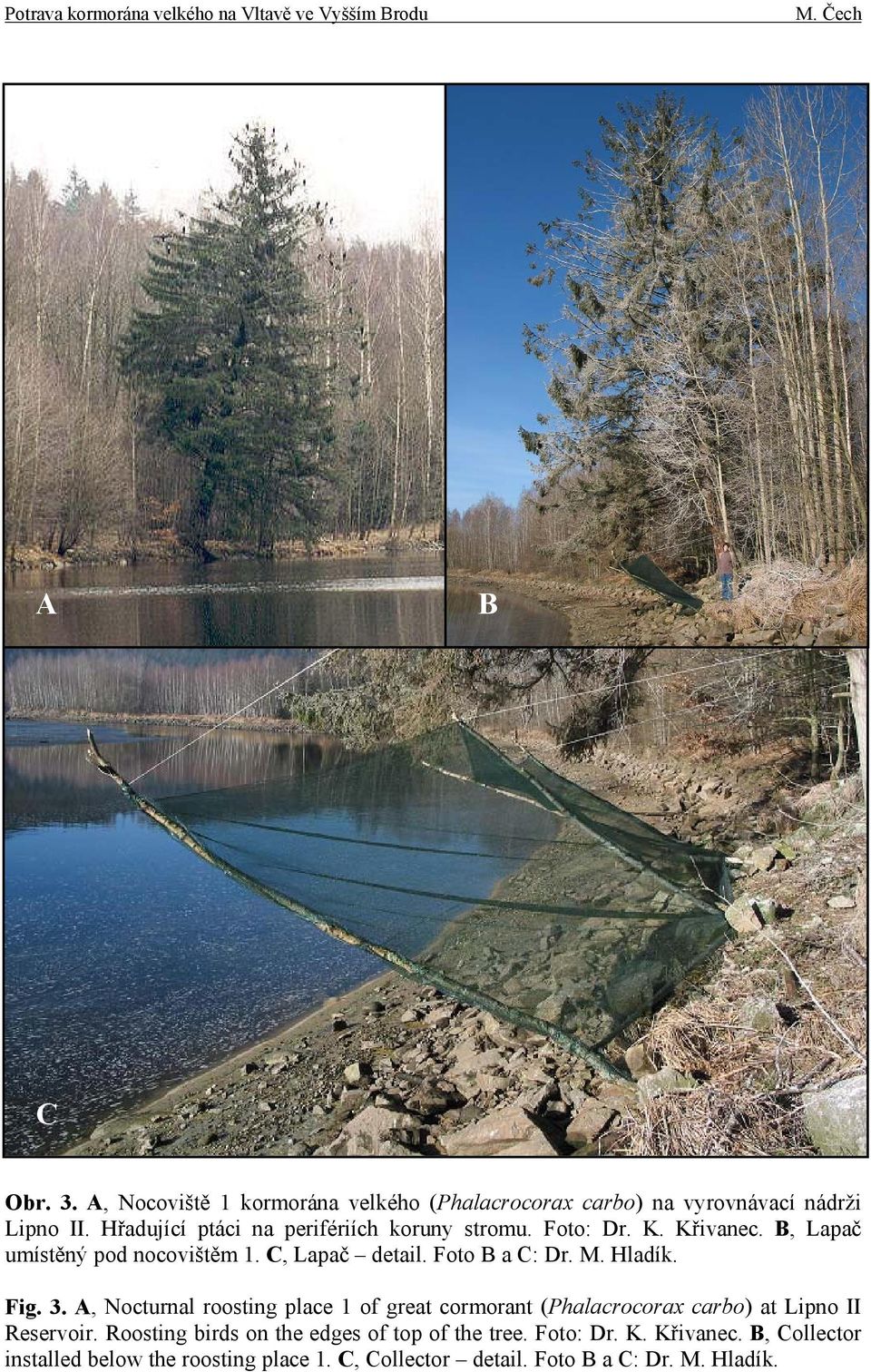 Foto B a C: Dr. M. Hladík. Fig. 3. A, Nocturnal roosting place 1 of great cormorant (Phalacrocorax carbo) at Lipno II Reservoir.