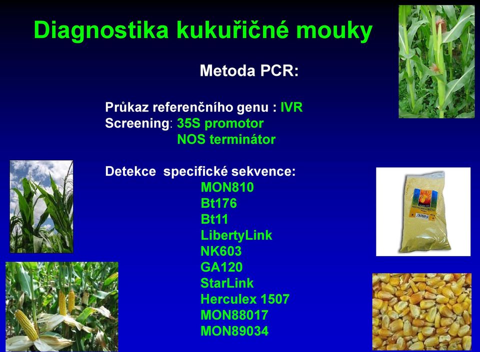 terminátor Detekce specifické sekvence: MON810 Bt176