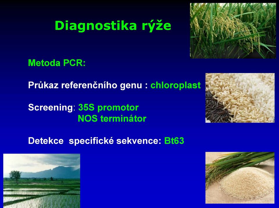 chloroplast Screening: 35S