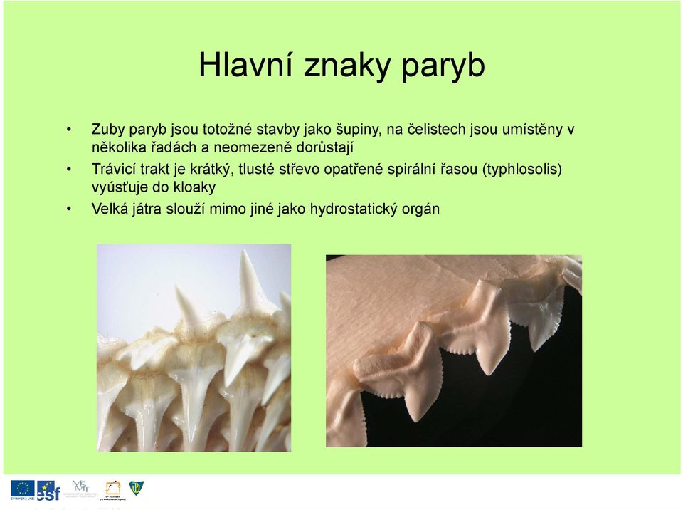 Trávicí trakt je krátký, tlusté střevo opatřené spirální řasou