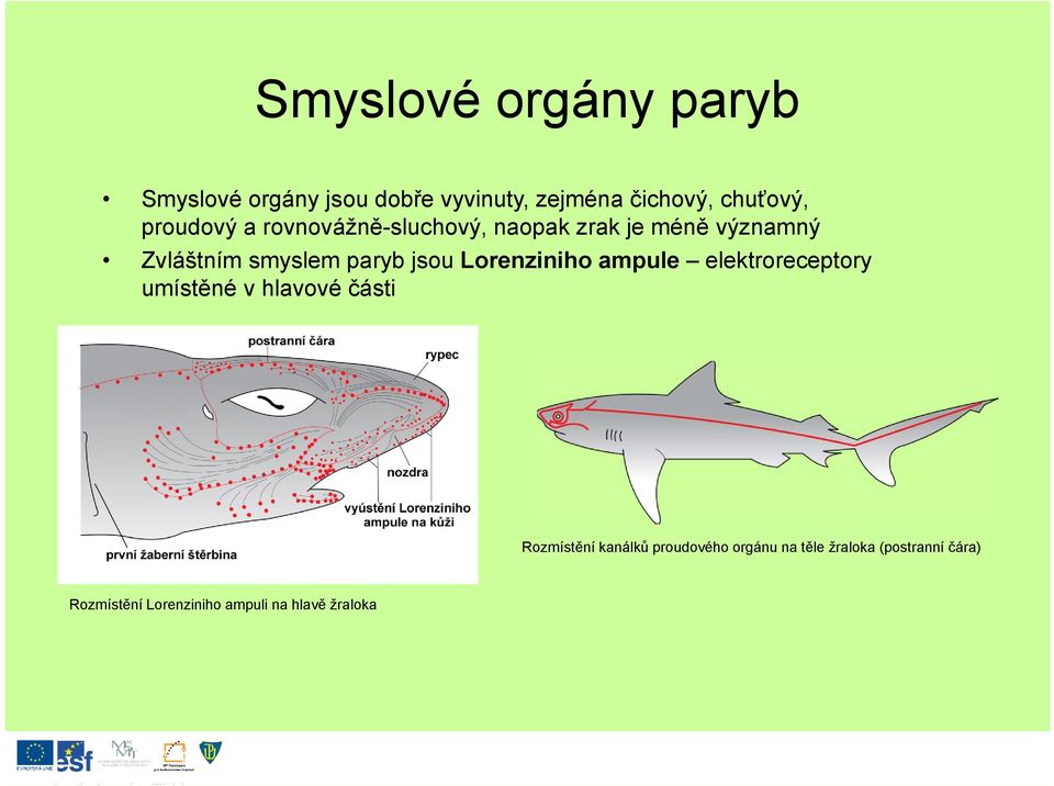 jsou Lorenziniho ampule elektroreceptory umístěné v hlavové části Rozmístění kanálků