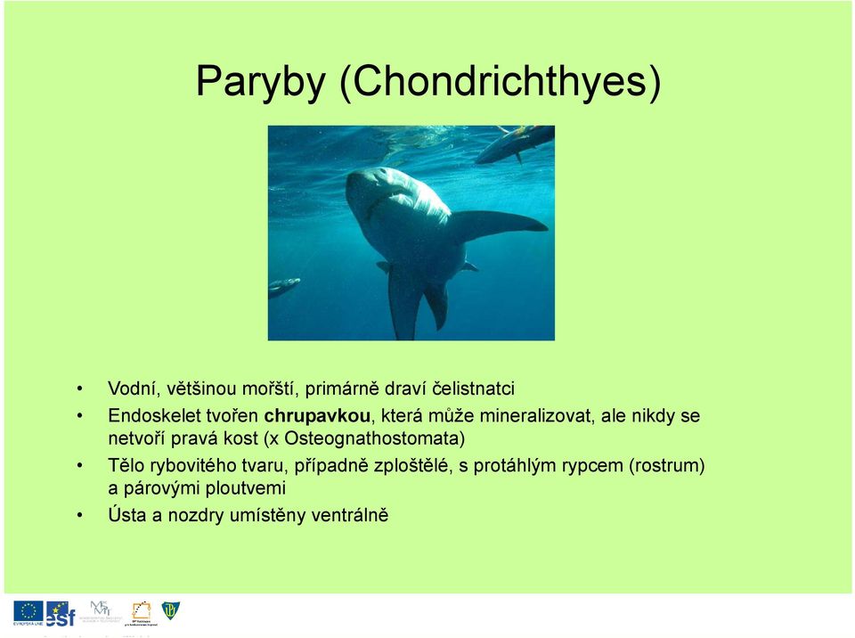 pravá kost (x Osteognathostomata) Tělo rybovitého tvaru, případně zploštělé,