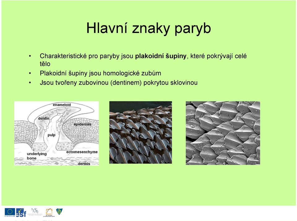 tělo Plakoidní šupiny jsou homologické zubům