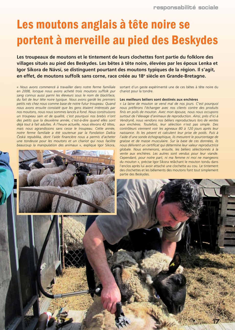 Il s agit, en effet, de moutons suffolk sans corne, race créée au 18 e siècle en Grande-Bretagne.