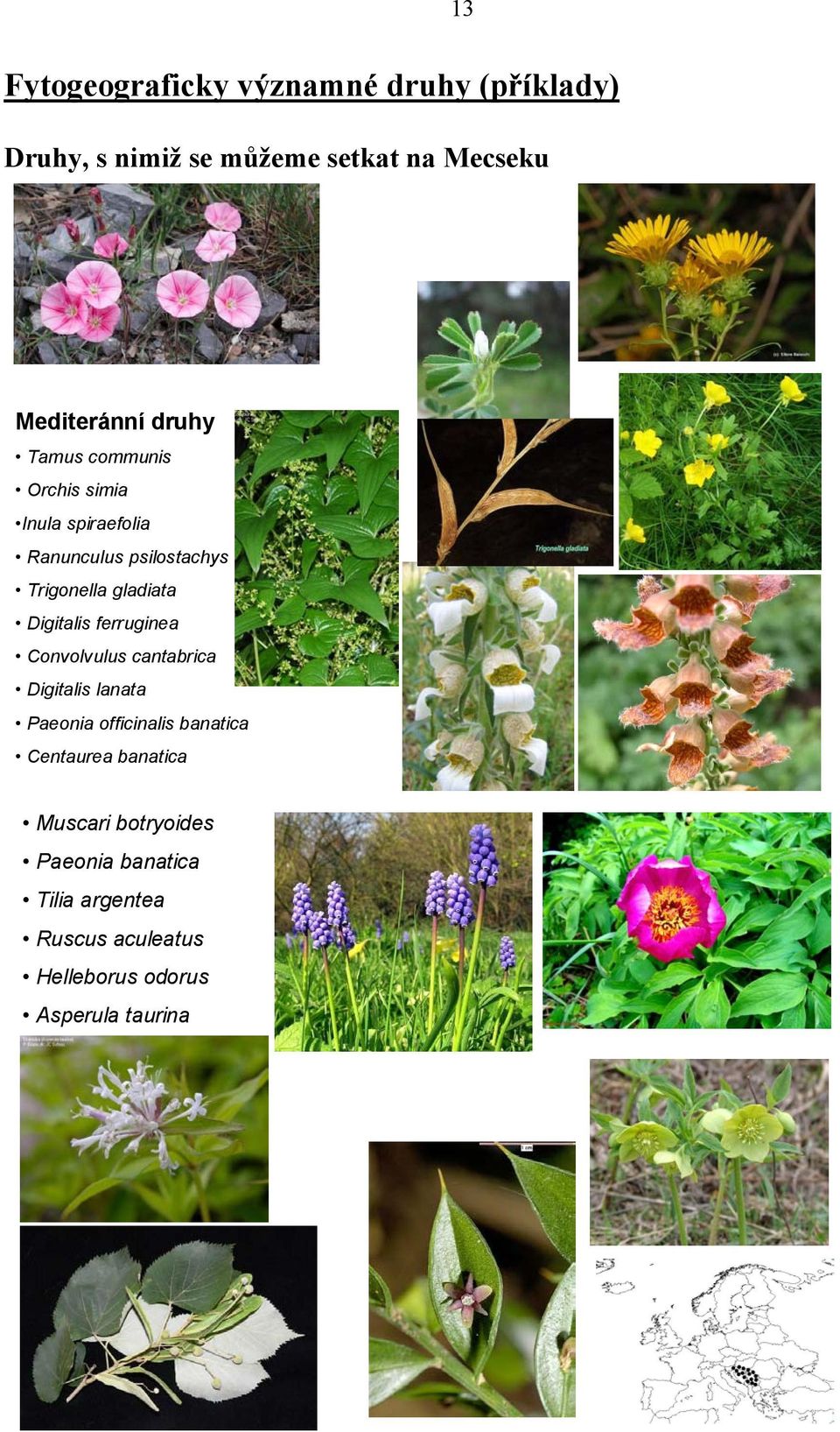 Digitalis ferruginea Convolvulus cantabrica Digitalis lanata Paeonia officinalis banatica Centaurea