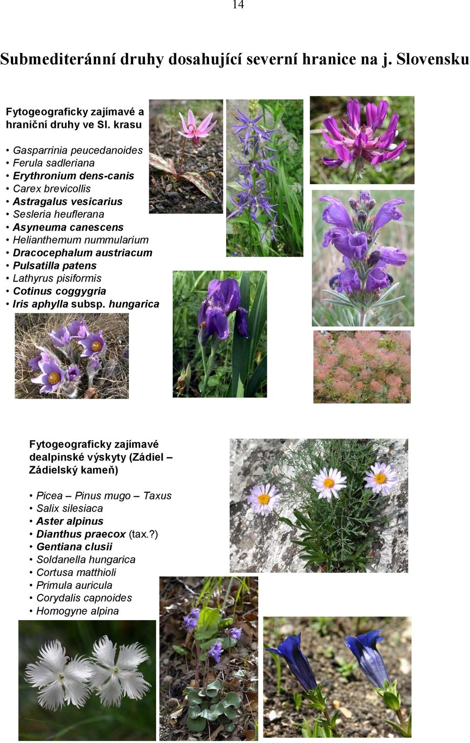 nummularium Dracocephalum austriacum Pulsatilla patens Lathyrus pisiformis Cotinus coggygria Iris aphylla subsp.