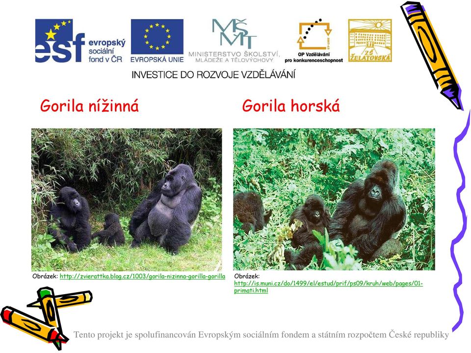 cz/1003/gorila-nizinna-gorilla-gorilla