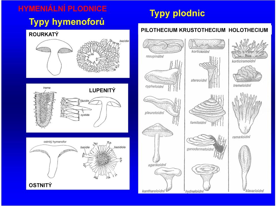 plodnic PILOTHECIUM