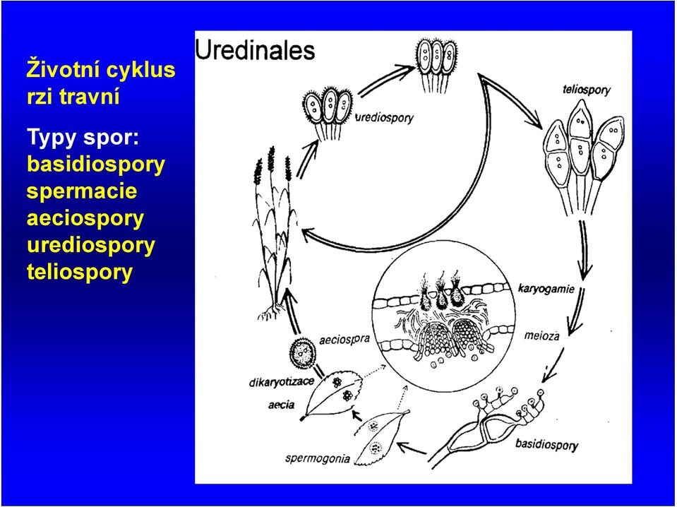 basidiospory spermacie