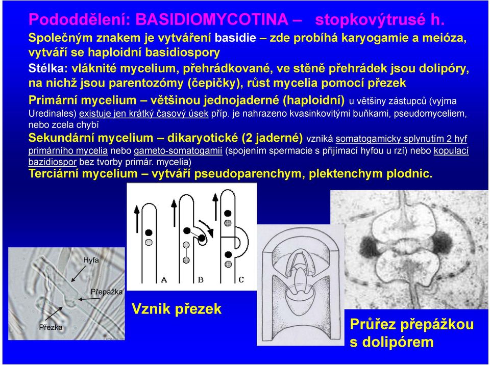 parentozómy (čepičky), růst mycelia pomocí přezek Primární mycelium většinou jednojaderné (haploidní) u většiny zástupců (vyjma Uredinales) existuje jen krátký časový úsek příp.