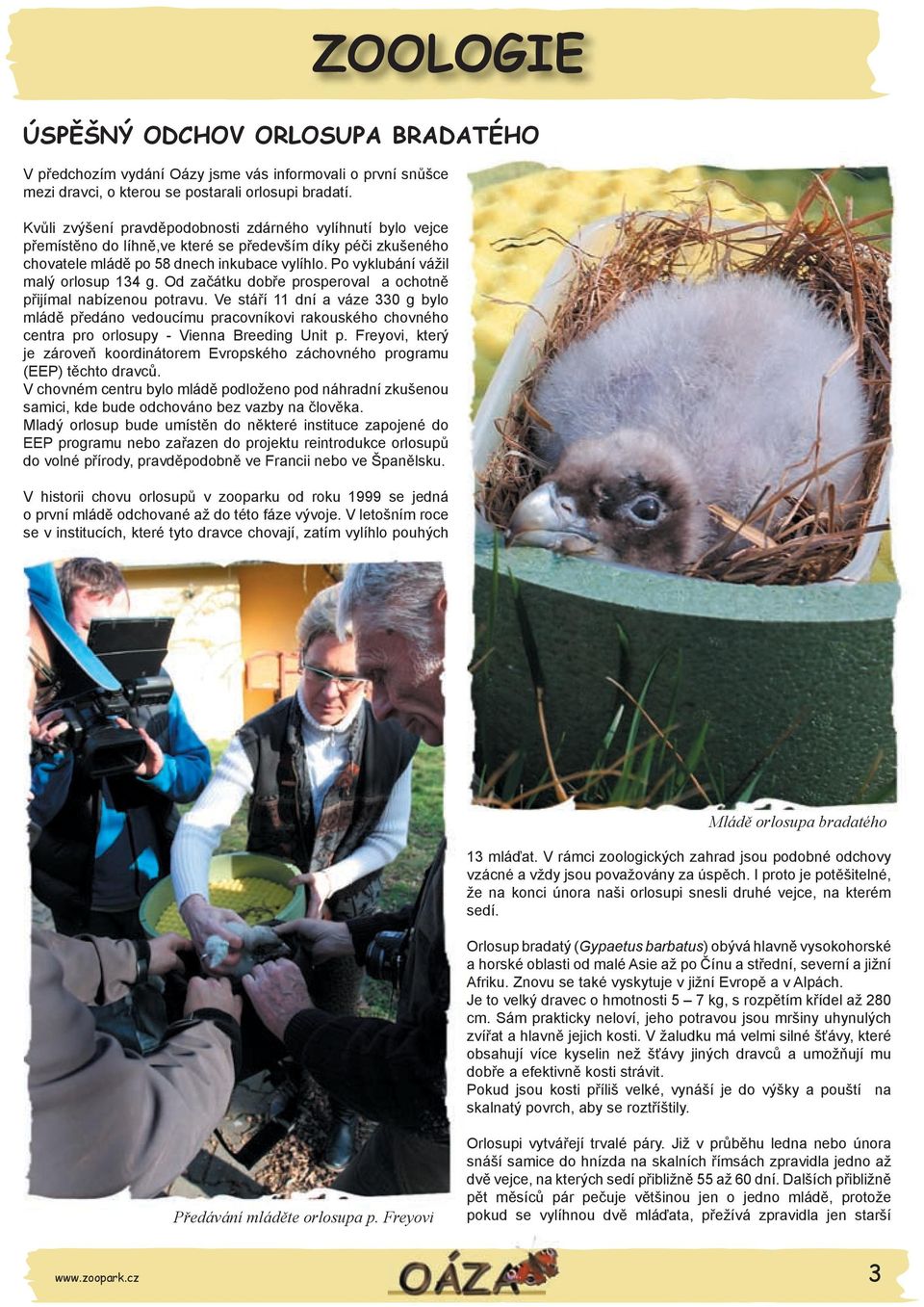 Po vyklubání vážil malý orlosup 134 g. Od začátku dobře prosperoval a ochotně přijímal nabízenou potravu.