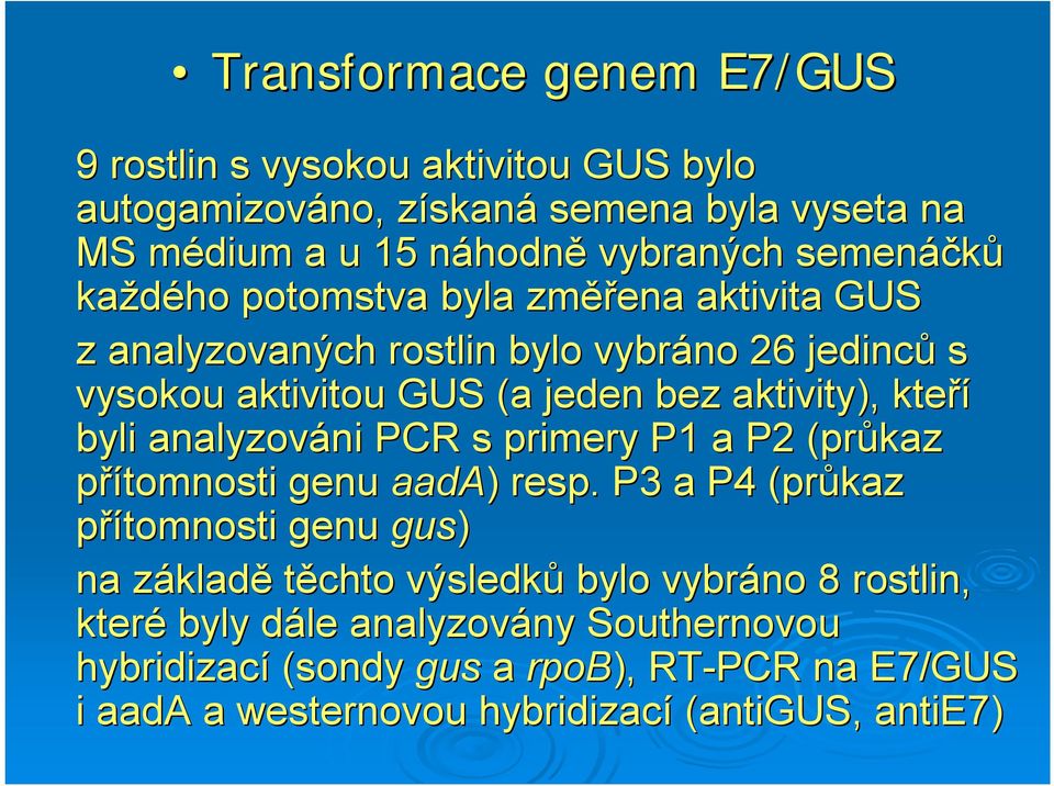 analyzováni ni PCR s primery P1 a P (průkaz přítomnosti genu aada) ) resp.