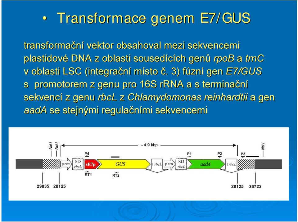 . 3) fúzní gen E7/GUS s promotorem z genu pro 16S rrna a s terminační