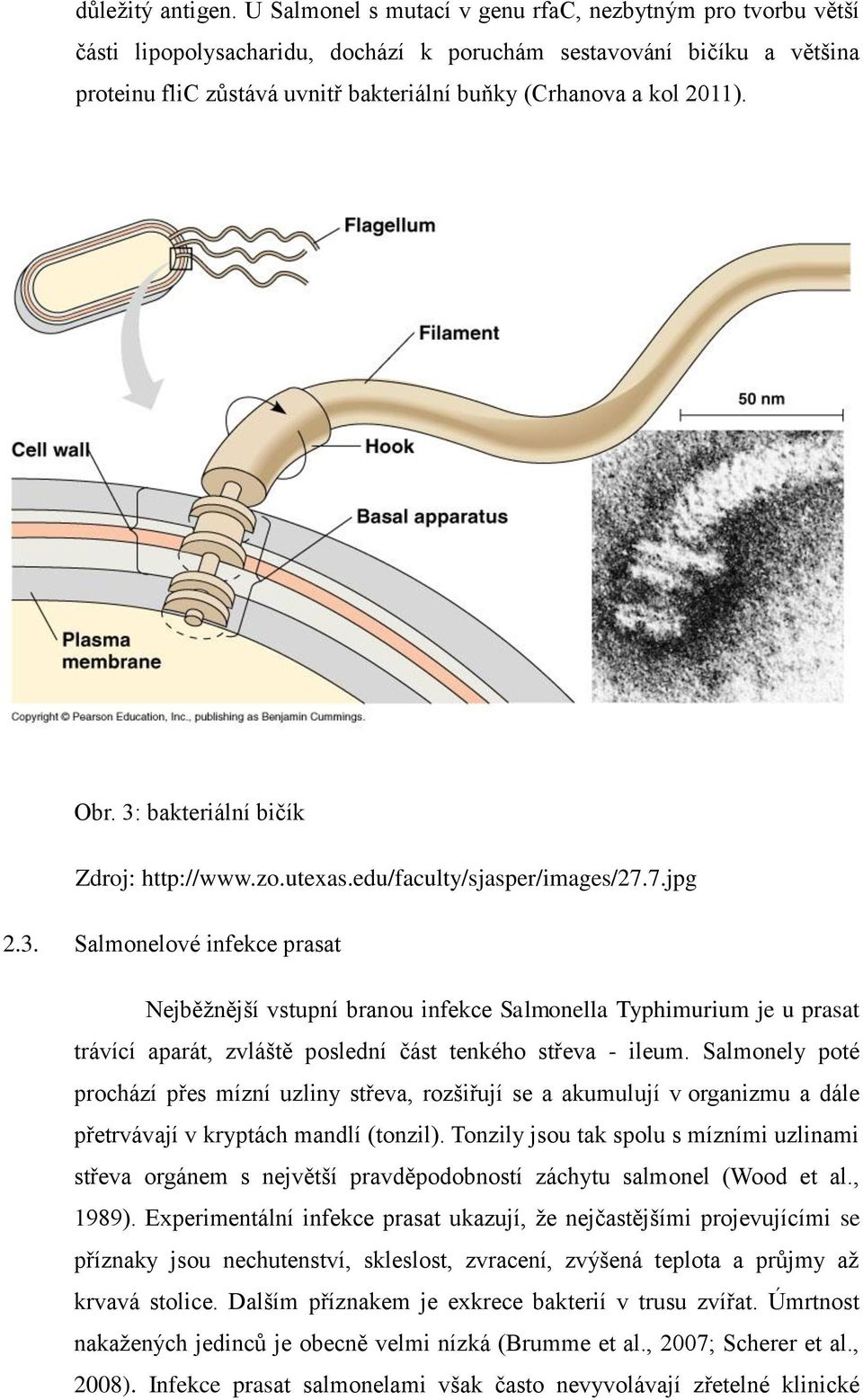 2011). Obr. 3: bakteriální bičík Zdroj: http://www.zo.utexas.edu/faculty/sjasper/images/27.7.jpg 2.3. Salmonelové infekce prasat Nejběžnější vstupní branou infekce Salmonella Typhimurium je u prasat trávící aparát, zvláště poslední část tenkého střeva - ileum.
