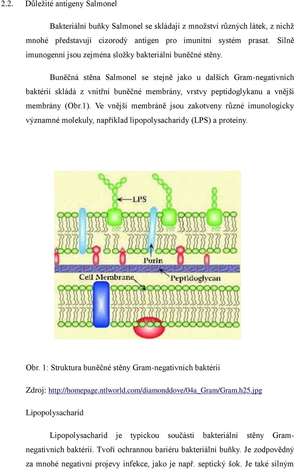 Buněčná stěna Salmonel se stejně jako u dalších Gram-negativních baktérií skládá z vnitřní buněčné membrány, vrstvy peptidoglykanu a vnější membrány (Obr.1).