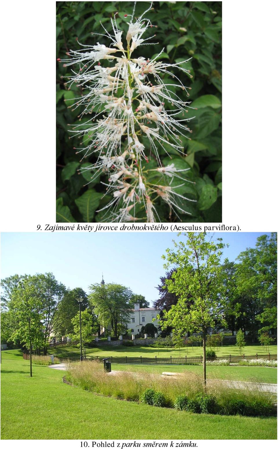 (Aesculus parviflora).