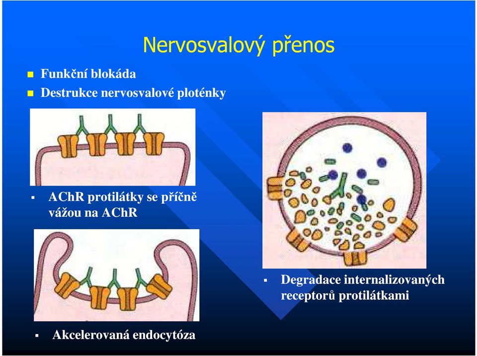 se příčně vážou na AChR Degradace