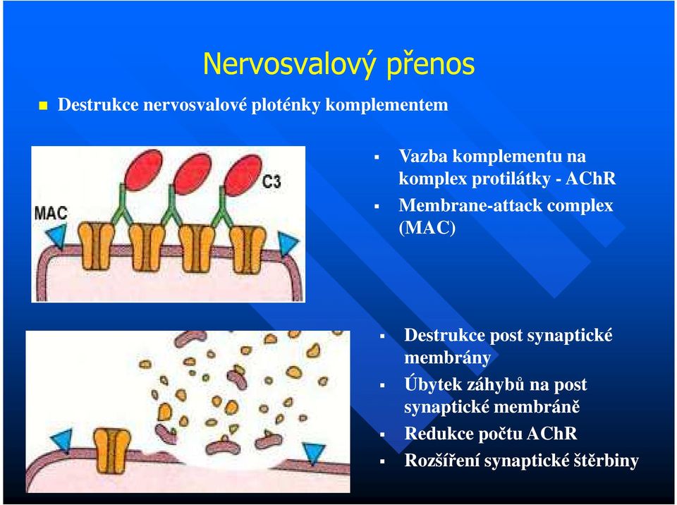 attack complex (MAC) Destrukce post synaptické membrány Úbytek