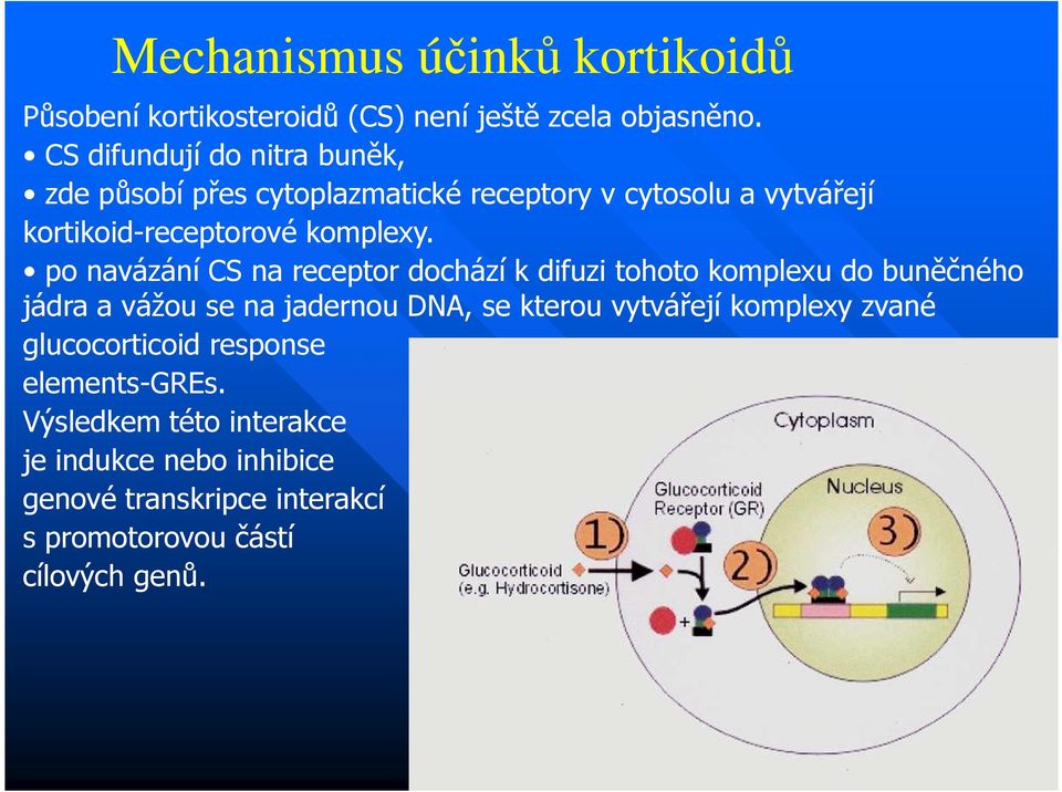 po navázání CS na receptor dochází k difuzi tohoto komplexu do buněčného jádra a vážou se na jadernou DNA, se kterou vytvářejí