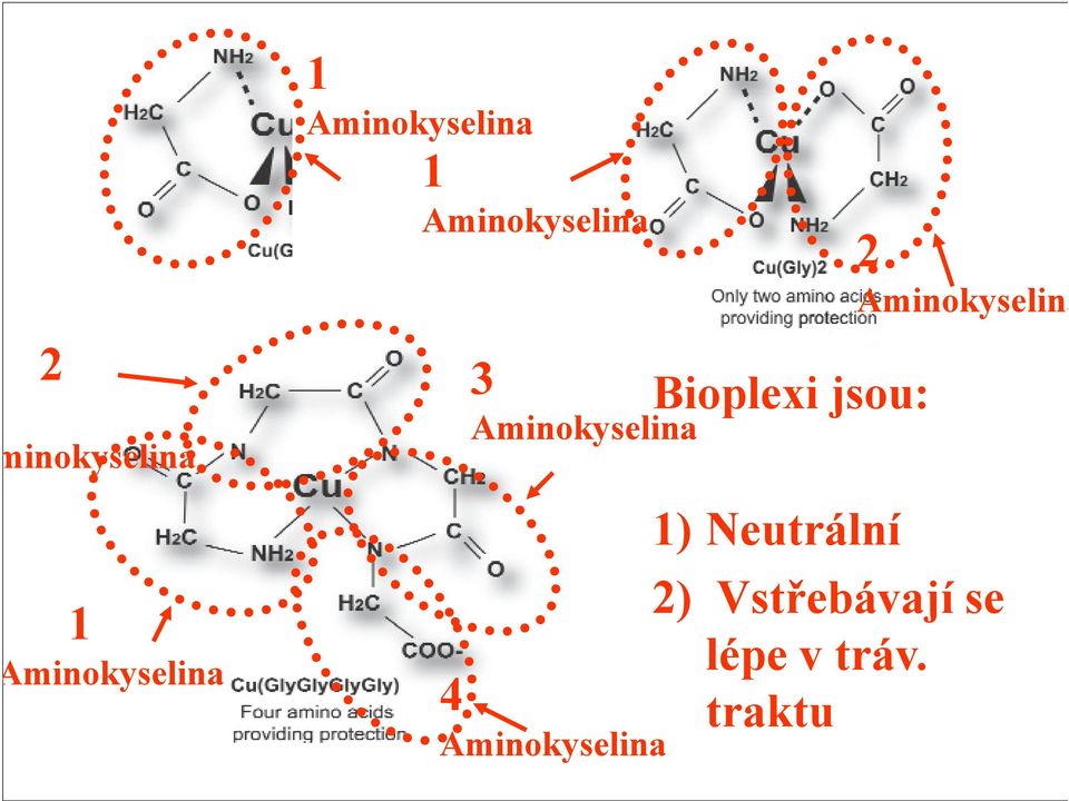 Aminokyselina 4 Aminokyselina Bioplexi