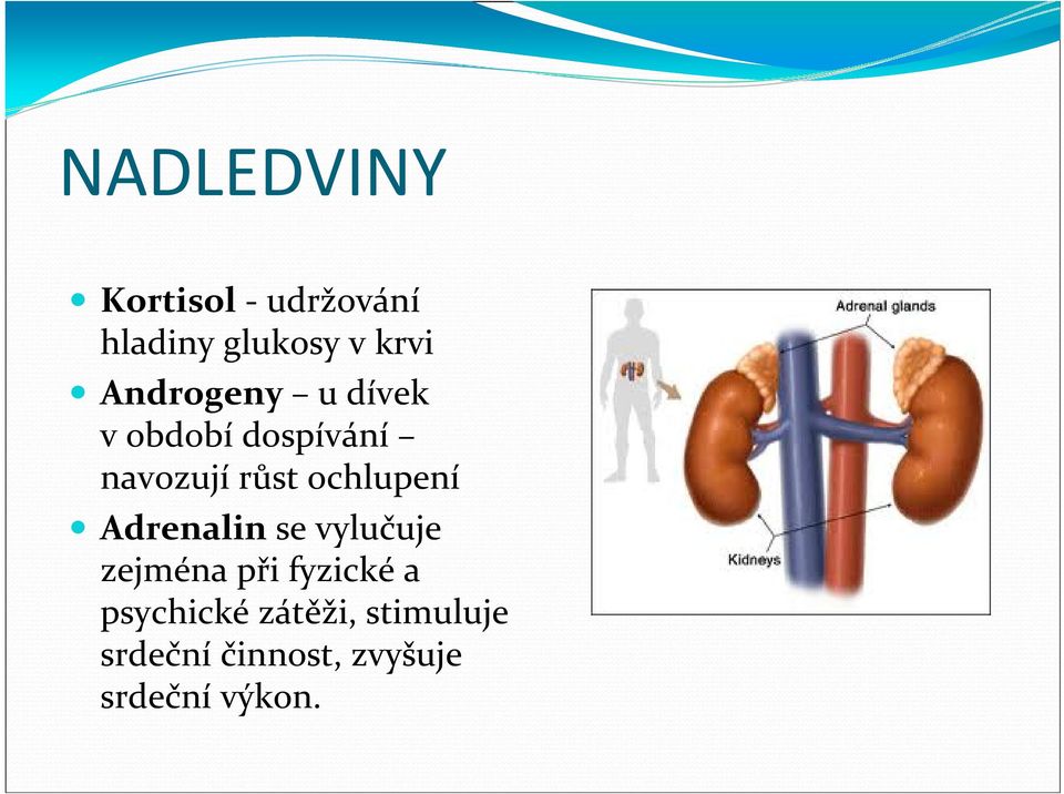 ochlupení Adrenalin se vylučuje zejména při fyzické a