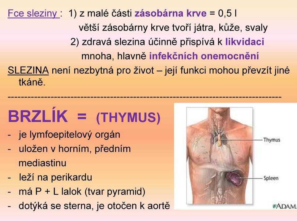 ----------------------------------------------------------------------------------- BRZLÍK = (THYMUS) - je lymfoepitelový