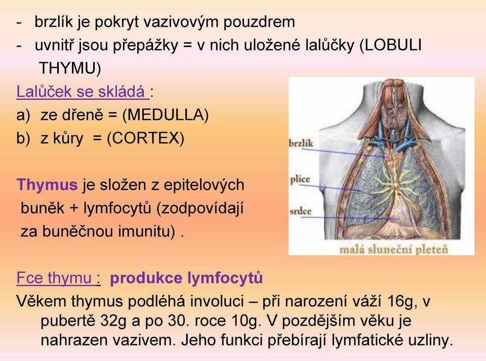 (zodpovídají za buněčnou imunitu).