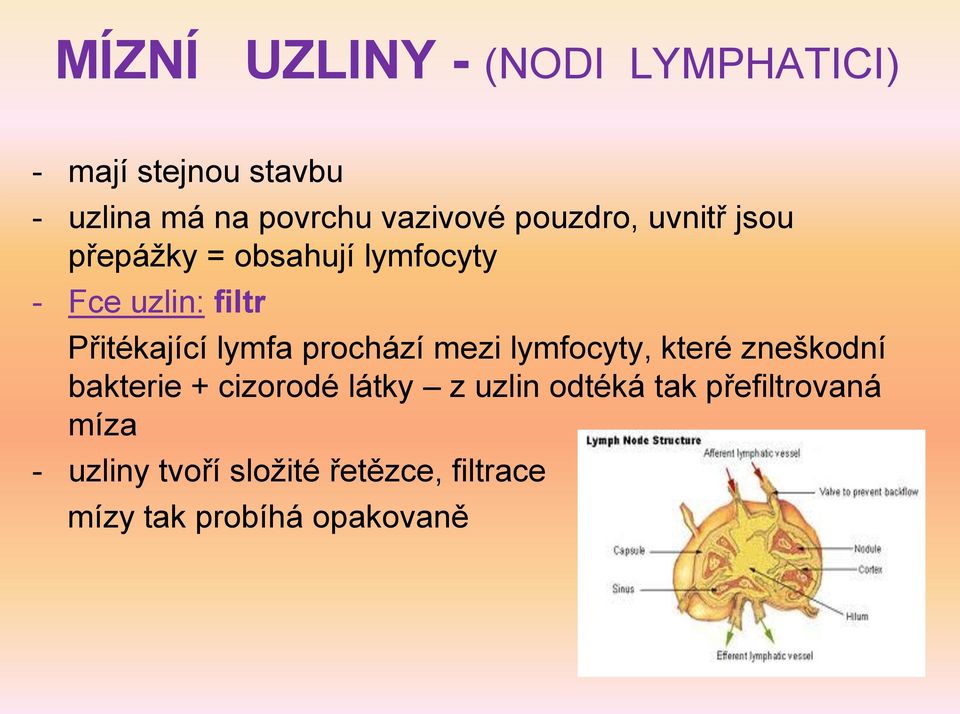 lymfa prochází mezi lymfocyty, které zneškodní bakterie + cizorodé látky z uzlin