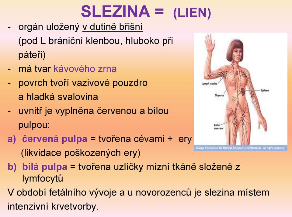 pulpou: a) červená pulpa = tvořena cévami + ery (likvidace poškozených ery) b) bílá pulpa = tvořena uzlíčky