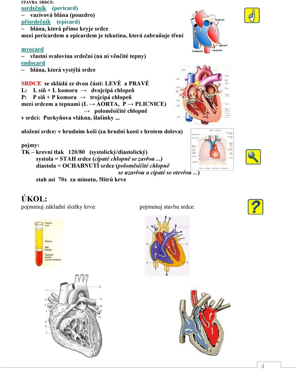 mezi srdcem a tepnami (L AORTA, P PLICNICE) poloměsíčité chlopně v srdci: Purkyňova vlákna, šlašinky.