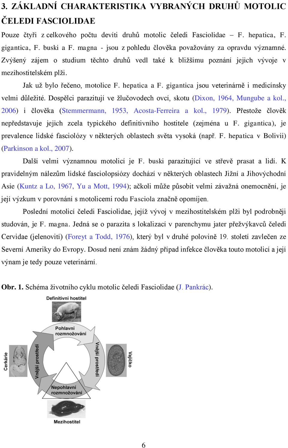 hepatica a F. gigantica jsou veterinárně i medicínsky velmi důleţité. Dospělci parazitují ve ţlučovodech ovcí, skotu (Dixon, 1964, Mungube a kol.