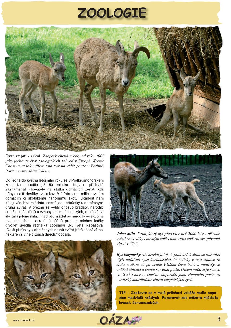 Nejvíce přírůstků zaznamenali chovatelé na statku domácích zvířat, kde přibylo na tři desítky ovcí a koz. Mláďata se narodila buvolům domácím či skotskému náhornímu skotu.