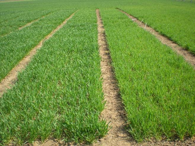 07.05.2015 regulátor CERONE 0,5 l/ha 11.05.2015 II. produkční hnojení podle schématu podle schématu 01.06.2015 insekticid PROTEUS OD 0,5 l/ha 01.06.2015 fungicid ARTEA PLUS 0,5 l/ha 16.07.2015 sklizeň Tabulka 7: Termíny jednotlivých operací v roce 2013/14 na lokalitě Vatín Datum Operace Materiál Dávka 30.