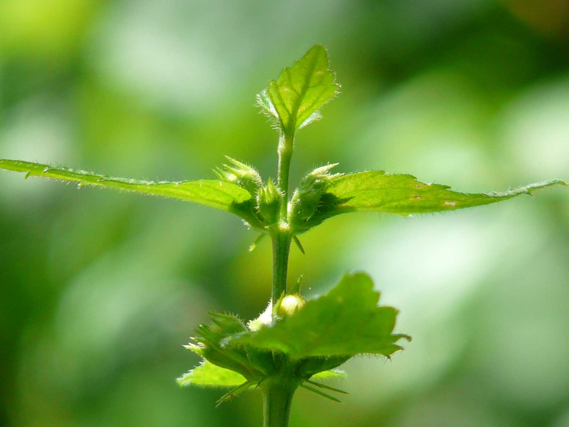 Hluchavka bílá (Lamium album) má protizánětlivé účinky čistí krev pomáhá při onemocnění dýchacích cest působí močopudně léčí záněty močového ústrojí podporuje činnost střev zklidňuje nervovou