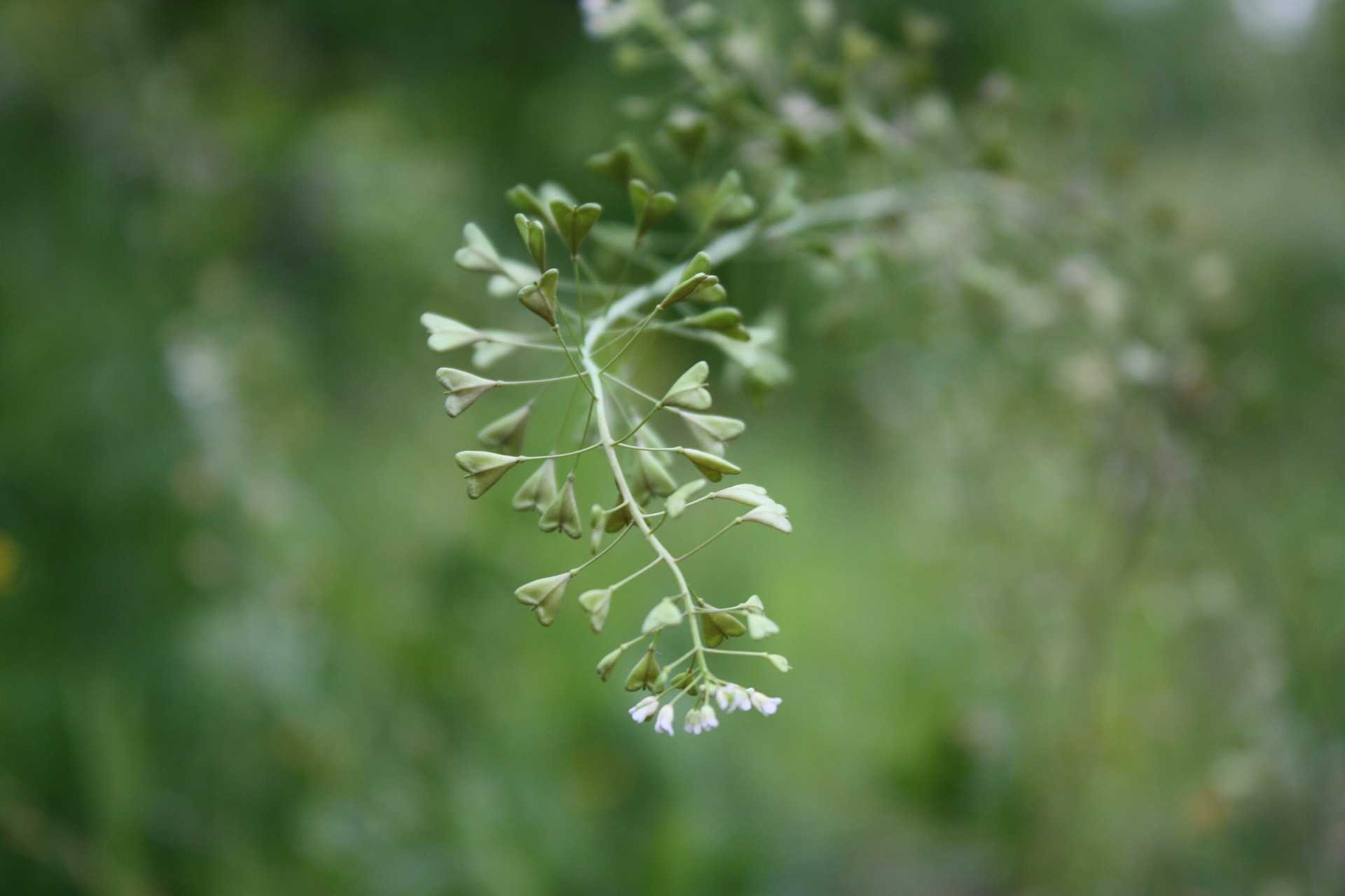 Kokoška pastuší tobolka (Capsella bursa-pastoris) zastavuje vnější i vnitřní krvácení mírní menstruační krvácení čistí krev rozpouští vápenaté usazeniny v cévách reguluje krevní tlak podporuje