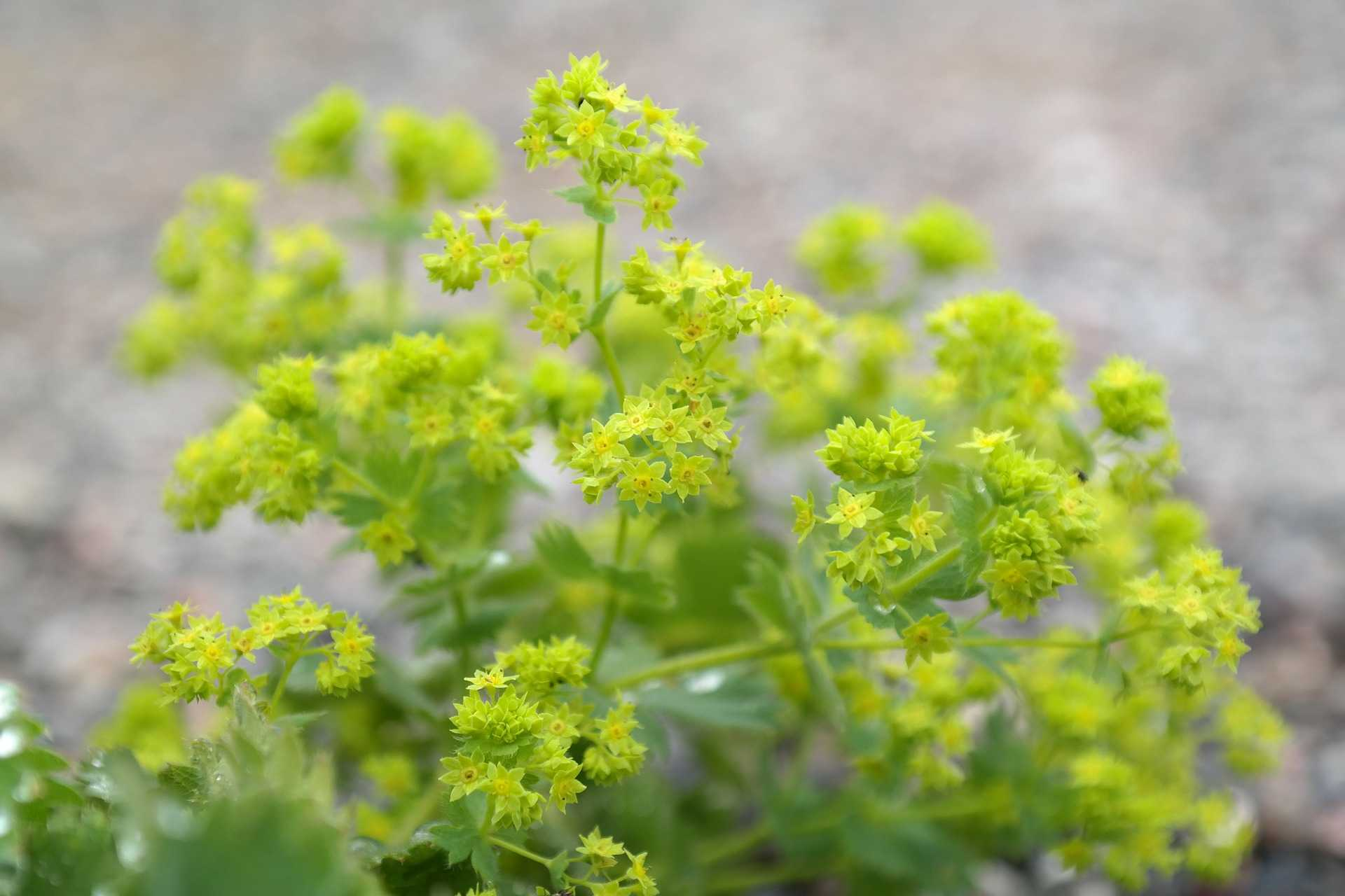 Kontryhel obecný (Alchemilla vulgaris) má protizánětlivé, dezinfekční, protikřečové a močopudné účinky zastavuje krvácení mírní průjem pomáhá při onemocnění močového ústrojí posiluje ženské pohlavní